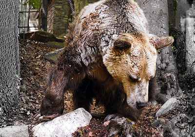 Старейший в мире медведь скончался в Греции
