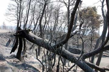 ������ ��������� � ���������� ����� �� ����������� ������ ������ ������