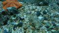Aquarium10
