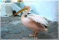mikonos_9
