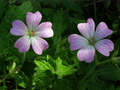 ����������� ������� � �������� � ������� ������� (��������� ������)