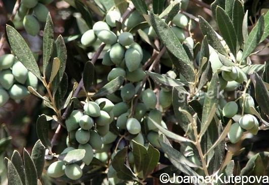 греческие оливки