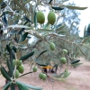 Греческие оливки больше не приедут в Россию
