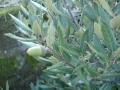DSC04820.JPG