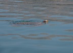 Черепахи в порту Анргостоли