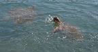 Черепахи в порту Анргостоли