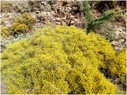 ������ ����� �� ������