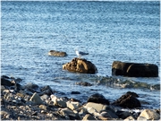 ����� ���� �������