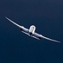 Georgian Airways      