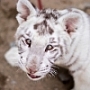 Греческие ветеринары борются за жизнь белого тигренка